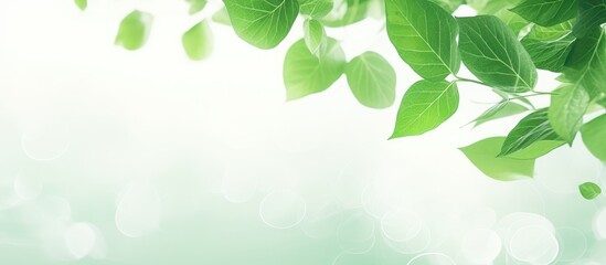 Lush green leaves gently floating against a soft blurred background, creating a serene and refreshing atmosphere in a vibrant natural setting.