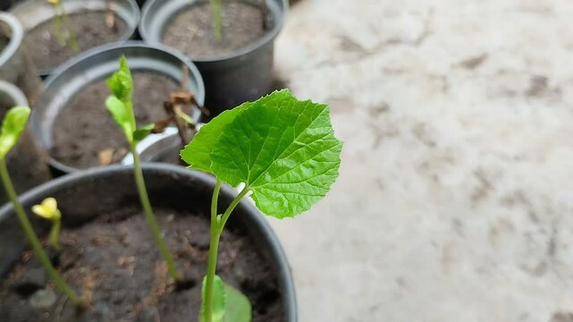 Bitter melon seedlings (Momordica charantia L) growing in black plastic pots