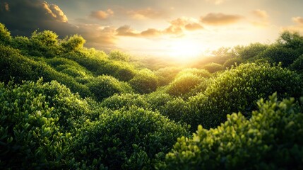 Obraz premium Golden Hour Serenity: Lush Green Hills bathed in Sunset's Glow