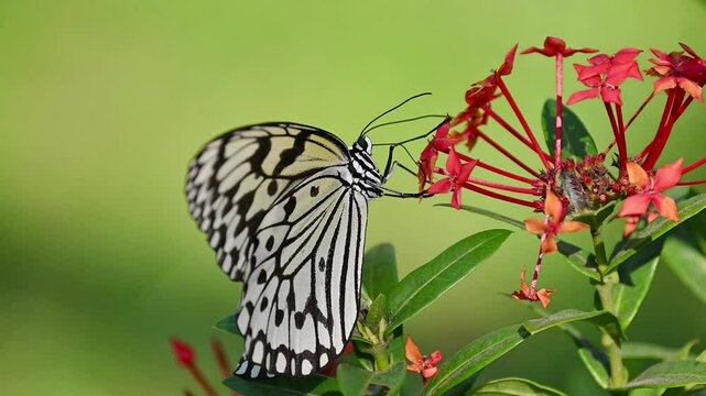 Rice Paper Butterfly Feeding on Nectar