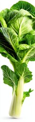 Fototapeta premium Fresh Bok Choy Close-up
