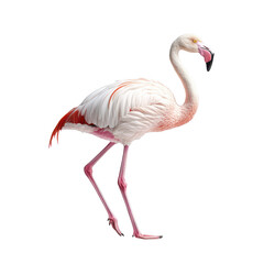 Fototapeta premium Elegant Flamingo Isolated on Black Background A Majestic Bird Profile,