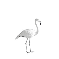 White Flamingo on Black Background Elegant Bird Wildlife Nature