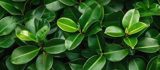 Obraz premium Lush green rubber plant leaves with glossy surfaces and vibrant yellow edges densely arranged creating a rich tropical foliage background.
