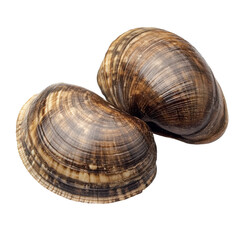 Obraz premium Ocean Clam Seafood Dish on transparent background.