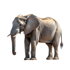 Fototapeta premium Majestic African Elephant on Black Background Wildlife Photography