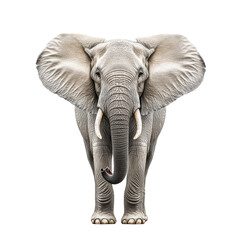 Fototapeta premium Majestic African Elephant on Black Background Powerful Wildlife Image