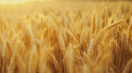 Fototapeta premium Golden wheat field ready for harvest at sunset, tranquil landscape
