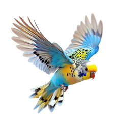 Obraz premium Colorful Budgie in Flight Wings Spread Black Background,