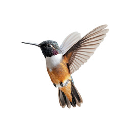 Fototapeta premium Hummingbird in flight black background vibrant colors wings spread