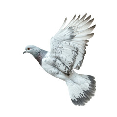 A White Pigeon in Flight Against a Black Background Wings Spread Wide