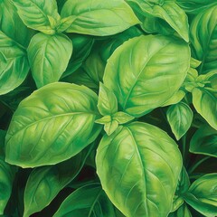 Closeup of fresh organic basil leaves natural setting botanical rich green textures