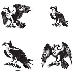 Detailed Black Silhouette of the Osprey - High-Quality Vector Art