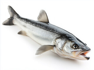 Fototapeta premium Fresh Caught Fish Resting on a Surface Ready for Preparation in a Culinary Setting