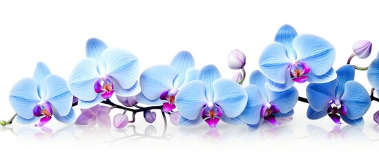 Delicate blue orchid branch with blooms and buds against a pure white background featuring soft shades of blue and hints of purple.
