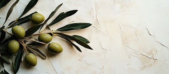 Green olives on an olive tree branch with dark green leaves elegantly arranged against a textured light beige background ideal for showcasing nature.