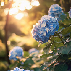 Beautiful blue hydrangeas bloom in golden sunlight during a serene afternoon in a garden