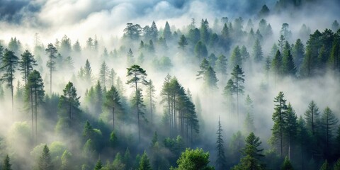 Dense fog envelops towering trees in the midst of a serene forest, Misty woods