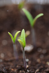 Macro Photo of Sprouting Seedlings in Rows