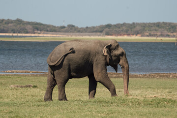 Elephant swings tail near watering hole in Minneriya, Sri Lanka