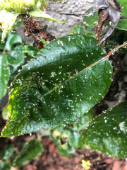 Large amount of tiny green aphids cover a green rose leaf