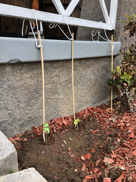 Morning Glory Sprouts Planted Next To Bamboo Sticks By Trellis