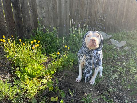 Dog wearing Scarf Sits In Garden Next To Poppies and Lavendar