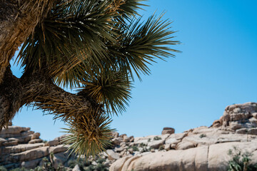 Close up of a Joshua Tree with Rocks in the Distance