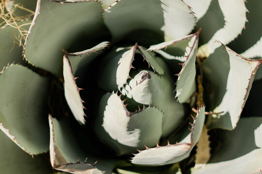 Close-Up of an Sage Green Succulent