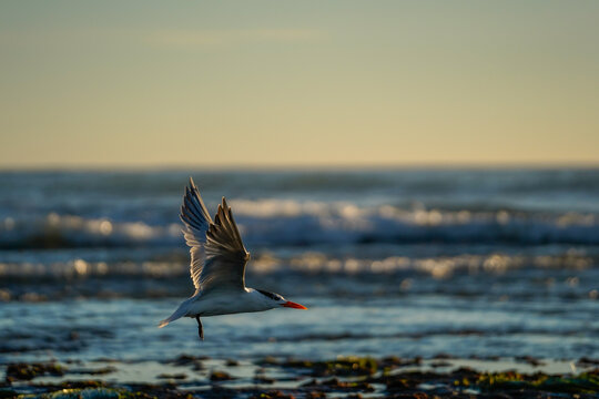 Bird fishing during King Tides