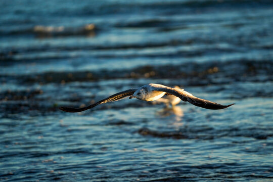 Seagull fishing during King Tides