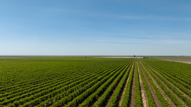 Aerial view of symmetrical rows of crops in California Central Valley