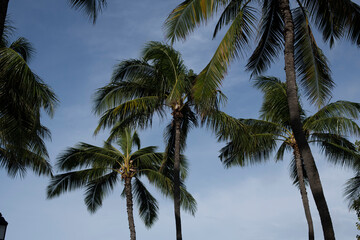 Cluster of palm tree palm fronds set against a lightly cloudy blue sky