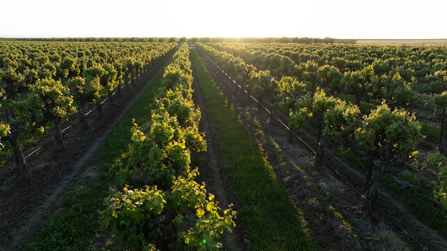 Rows of backlit grapevines in California at sunset