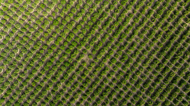 Overhead view symmetrical rows orange orchard Central California