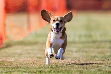 Purebred Bicolor Beagle Running Lure Course Sprint Dog Sport