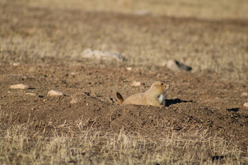Prairie Dog emerging from his underground burrow