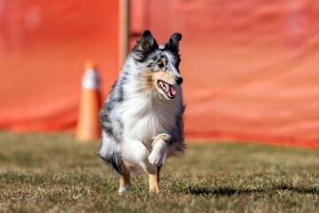 Shetland Sheepdog Sheltie Running Lure Course Sprint Dog Sport
