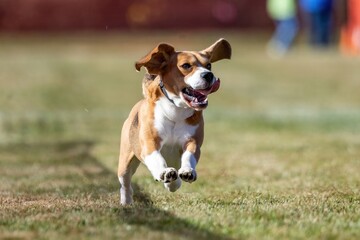 Purebred Tricolor Beagle Running Lure Course Sprint Dog Sport