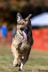Purebred German Shepherd Running Lure Course Sprint Dog Sport
