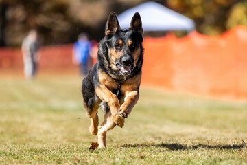 Purebred German Shepherd Running Lure Course Sprint Dog Sport