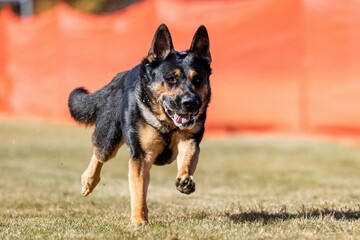 Purebred German Shepherd Running Lure Course Sprint Dog Sport