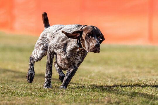German Shorthaired Pointer Running Lure Course Sprint Dog Sport