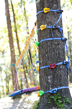 Tree with colorful climbing grips and harness straps in a forest