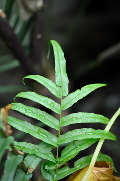 Pteris vittata or Pteris vittata L or fern , fern plant and rain droplet