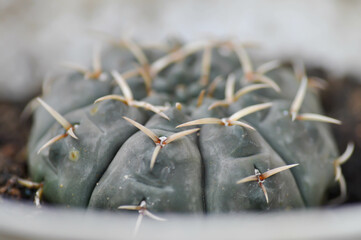 Gymnocalycium stellatum or Gymnocalycium damsii v tucavocense, gymnocalycium damsii ssp or cactus