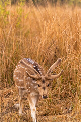 Fototapeta premium A spotted deer stands quietly amidst the tall grasses of Jim Corbett, its dappled coat glowing in the soft morning light, perfectly embodying the calm and beauty of the wilderness around it.