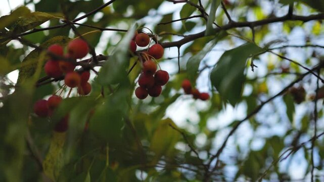 Dwarf apple tree fruits sway in the wind with green leaves against the blue sky. Sunny day, good weather.