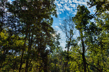 A dense forest landscape with towering trees and lush greenery, as golden sun rays filter through thick canopy, casting a warm glow on the forest floor. The clear blue sky peeks through the branches