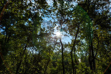 A dense forest landscape with towering trees and lush greenery, as golden sun rays filter through thick canopy, casting a warm glow on the forest floor. The clear blue sky peeks through the branches